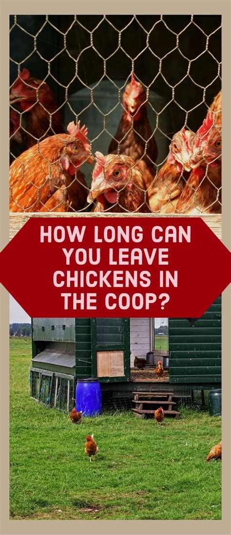 how long can you leave eggs in the coop